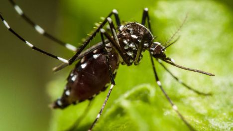 La Concejalía de Sanidad intensifica las acciones para combatir al mosquito tigre
