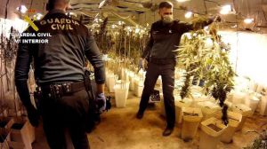 Desarticulada en Valencia una organización criminal y desmantelado un cultivo de 12.000 plantas de marihuana