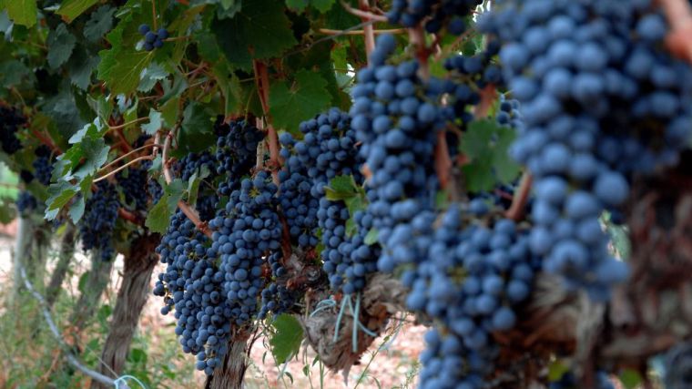 La superficie de viñedo ecológico crece más de un 13% en año y medio