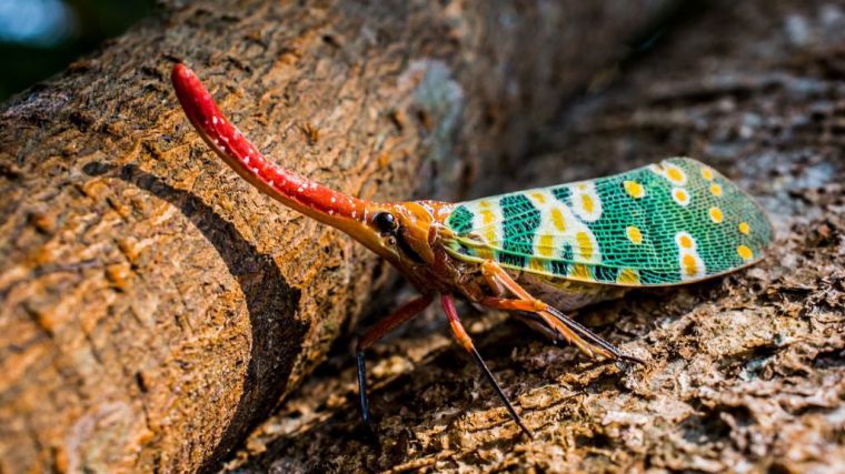 El gobierno de las cigarras