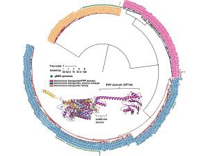 Descubren los secretos evolutivos de la bacteria marina más abundante, SAR11