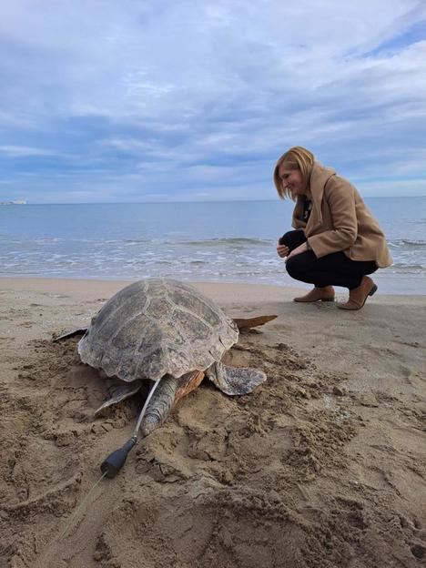 Liberada en las playas de la Serra d’Irta la 777ª tortuga recuperada en L’Oceanogràfic desde 2007