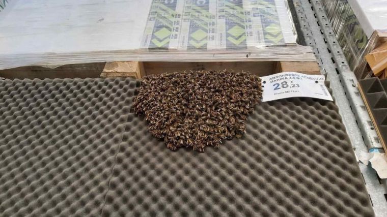 Evacúan una tienda en Alicante a cuenta de un enjambre con más de 3.000 abejas