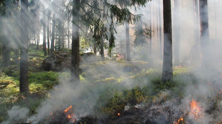 1.300 desempleados comenzarán a trabajar para prevenir incendios en los montes de la Comunitat