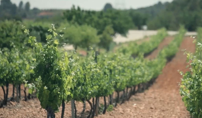 Agricultura concede ayudas por más de 3 millones de euros para la promoción de los vinos valencianos en el extranjero