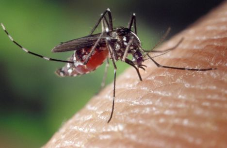 Ayudas a 413 municipios para adoptar medidas contra el mosquito tigre