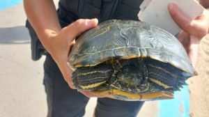 La Policía Local decomisa una tortuga exótica invasora en la playa de la Malva-rosa