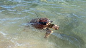 El Saler acoge la suelta de un ejemplar de tortuga marina que tendrá seguimiento satelital