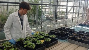 Científicos valecianos crean nanopartículas contra el SARS-CoV-2 usando plantas