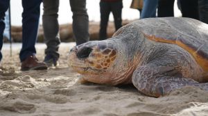 Liberada en las playas de la Serra d’Irta la 777ª tortuga recuperada en L’Oceanogràfic desde 2007