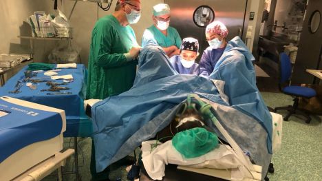 Sanidad atiende a 147 mujeres con mutilación genital y realiza 43 reconstrucciones quirúrgicas