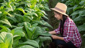 Tabaco: su evolución cultural a lo largo del tiempo y su impacto en diferentes civilizaciones