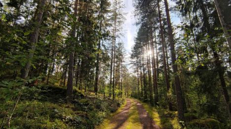 Urgente búsqueda de soluciones para salvaguardar nuestros bosques