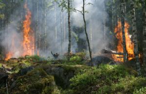 ¡Que los Estados dejen de incendiar el Amazonas!