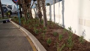 Alicante renueva el paisajismo del Puerto con nuevas plantas y riego
