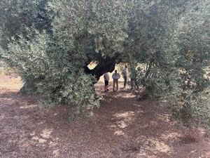 Castellón protege sus olivos milenarios como patrimonio vital para el futuro rural