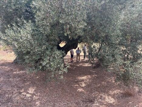 Castellón protege sus olivos milenarios como patrimonio vital para el futuro rural