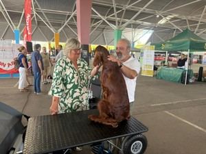 Castellón celebra los Certámenes de Belleza Canina con gran participación