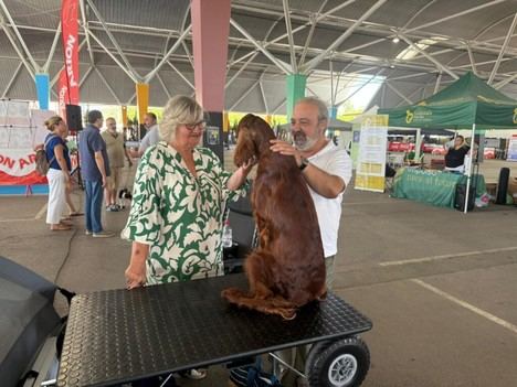 Castellón celebra los Certámenes de Belleza Canina con gran participación