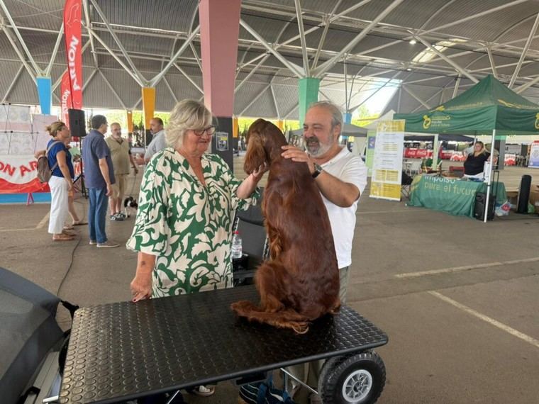 Castellón celebra los Certámenes de Belleza Canina con gran participación