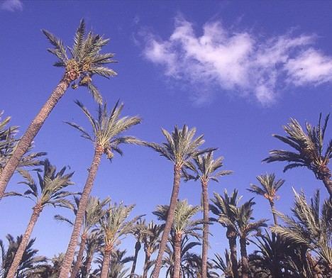 Cultura apoya a la administración local en la promoción del patrimonio paisajístico valenciano