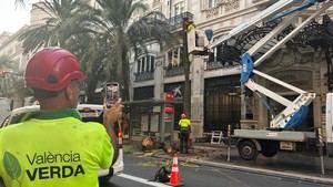 Retiran palmeras en la calle Barques por peligro de caída