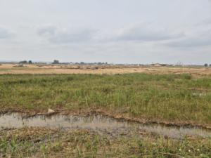 Gobierno apoya a arroceros de Albufera con 3.000 euros por hectárea tras daños por DANA