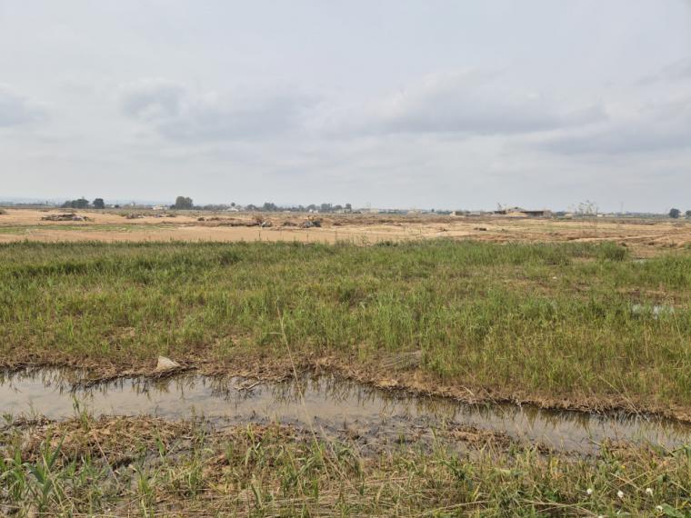 Gobierno apoya a arroceros de Albufera con 3.000 euros por hectárea tras daños por DANA