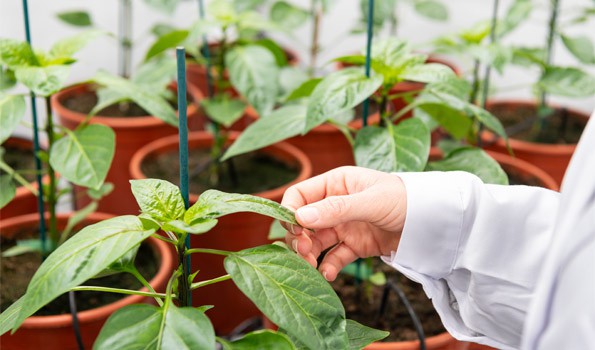 Descubren el reloj circadiano de las plantas y su impacto en la agricultura