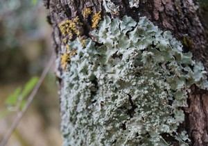 Descubren un nuevo liquen en el Parque Natural de Penyagolosa, primera vez en Europa