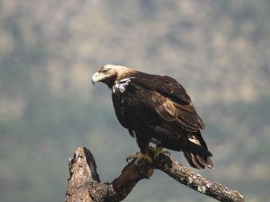 Las olas de calor alteran el vuelo de las águilas en la Península Ibérica