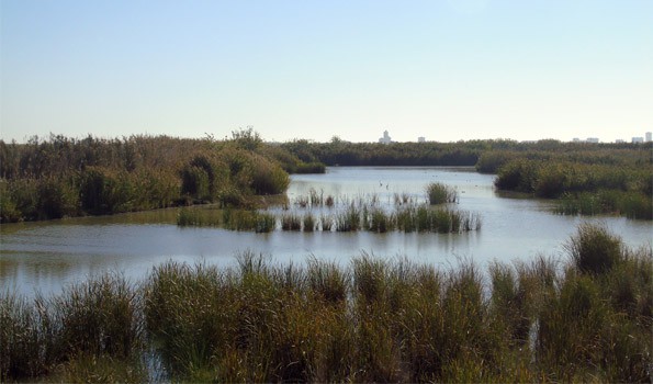 UPV impulsa humedales para combatir inundaciones y sequías