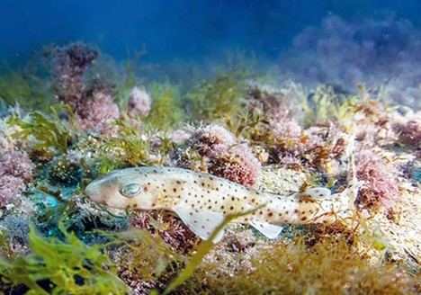 Estudian cómo mejorar la supervivencia de tiburones capturados accidentalmente en el Mediterráneo