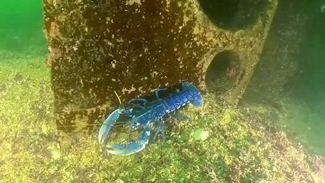 Nuevas técnicas para restaurar el bogavante europeo en peligro de extinción