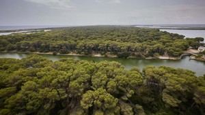 Devesa-Albufera solicita a la Generalitat mayor control de jabalíes por seguridad vecinal