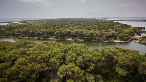 Devesa-Albufera solicita a la Generalitat mayor control de jabalíes por seguridad vecinal