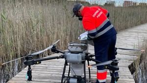 València utiliza drones para combatir larvas de mosquito en la Devesa del Saler