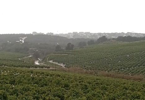 La Generalitat retira caña invasora en Sierra Escalona para proteger especies como el búho real