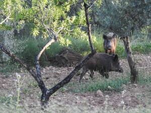 La Generalitat activa medidas contra la peste porcina africana en Cataluña