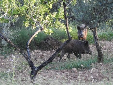 La Generalitat activa medidas contra la peste porcina africana en Cataluña