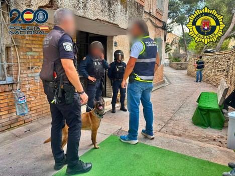 Desmantelan plantación de marihuana en Alicante y detienen a un hombre