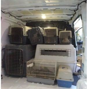 La Policía Local rescata 27 gallos de pelea abandonados en Alicante