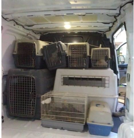La Policía Local rescata 27 gallos de pelea abandonados en Alicante
