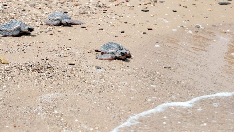 Suelta de 21 tortugas marinas en El Saler marca un hito de conservación