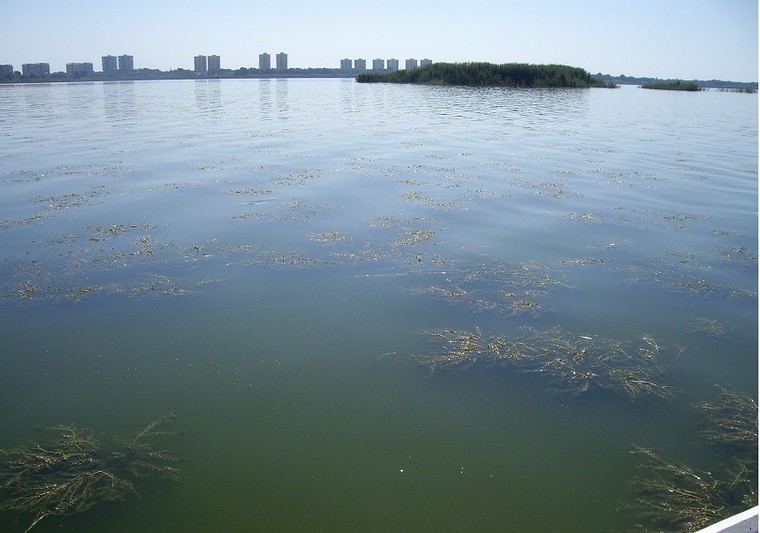 La calidad del agua es esencial para revitalizar la vegetación de la Albufera, según estudios satelitales