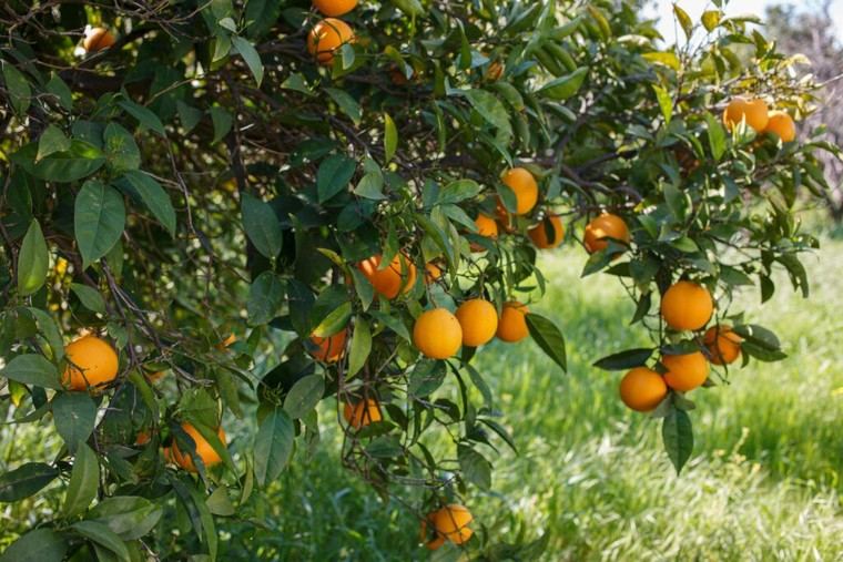 IVIA y UJI investigarán cómo adaptar cultivos al estrés ambiental