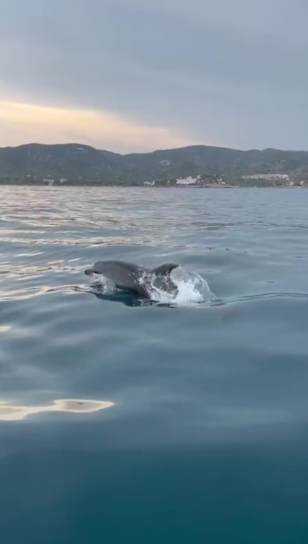 Delfines mulares avistados de forma continua en la Reserva Natural Marina de Serra d'Irta