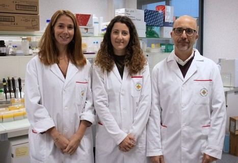 Descubren la importancia del gen Rnd3 en la migración neuronal y trastornos neurológicos