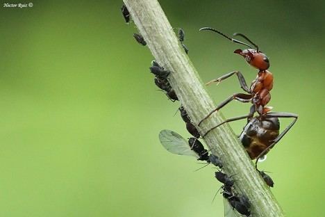 La fotografía de naturaleza presenta sesgos que afectan la conservación, según un estudio de la UA
