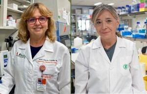Investigadores de la UCV logran regenerar células que producen insulina